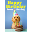 Wenskaart Happy Birthday from the Dog