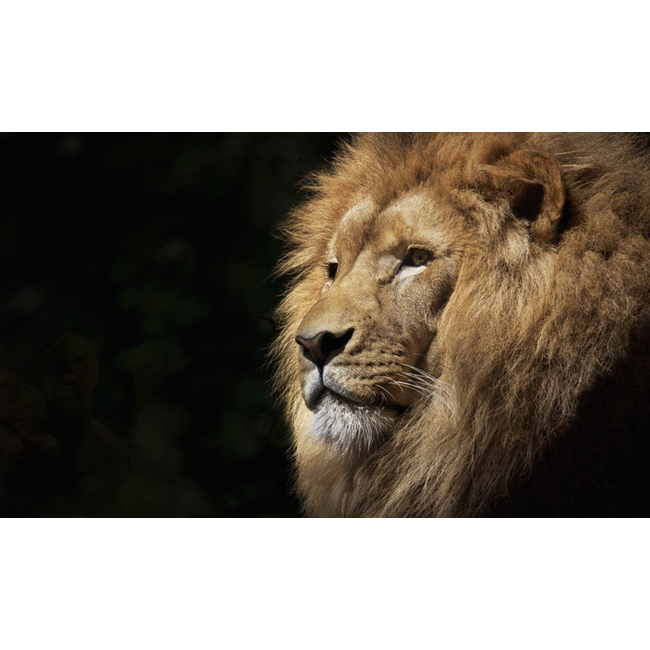 Wandkraft Faces 022 - Dibond