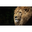 Wandkraft Faces 022 - Dibond
