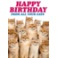 Happy Birthday from all your cats