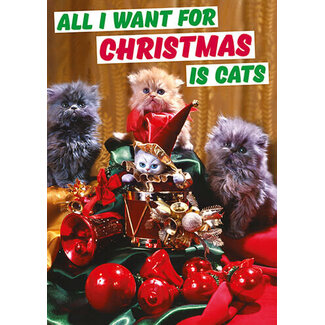 All I want for christmas is cats