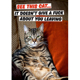 See this cat? It doesn't give a f*ck...