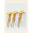 PSTR Studio Maxime - Spying | 50x70cm