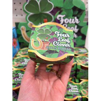 Four leaf clover | Klavertje vier | Geluk