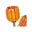 Bloem Oranje Tulp | Bouwpakket | Bouwset | Miniatuurset | DIY | Modelbouwpakket