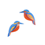 Studio ROOF Garden Bird - Kingfishers