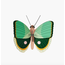 Studio ROOF Small Insects - Fern Striped Butterfly