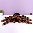 mikamax Pluche Giant Spider | Reuzenspin | Spin | Knuffel | Pluche