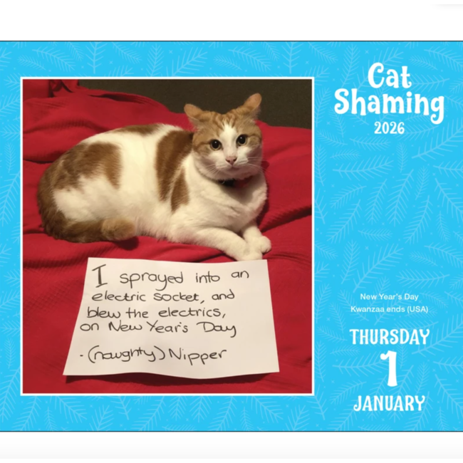 Boxed 26 Cat Shaming | Kalender