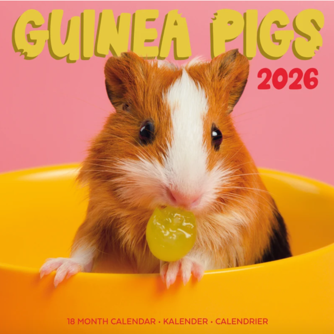 Kalender 26 Guinea Pigs Studio