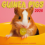 Kalender 26 Guinea Pigs Studio