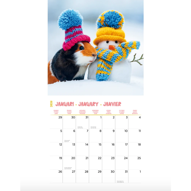 Kalender 26 Guinea Pigs Studio