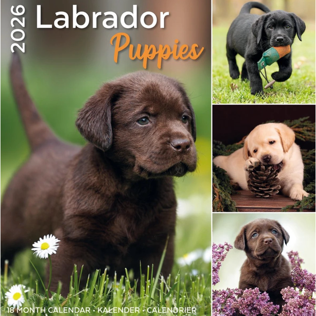 Kalender 26 Labrador Puppies