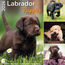 Kalender 26 Labrador Puppies