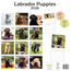 Kalender 26 Labrador Puppies