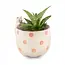 Peeking Cat Planter | Plantenpot | Kat