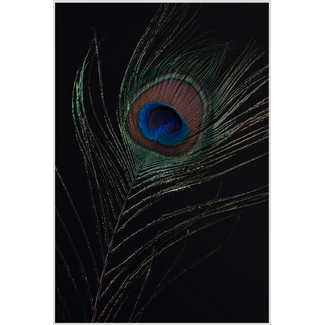 Artframe | Elegante pauwenveer op donkere achtergrond | 75x50