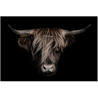 Artframe | Schotse hooglander met donkere achtergrond | 75x50