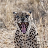 Cheetah close up