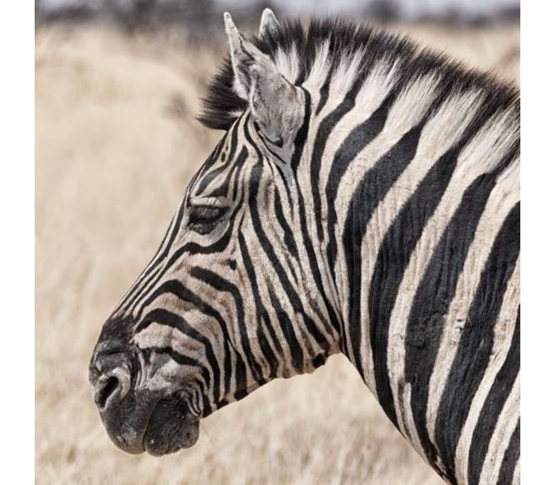 Zebra close up