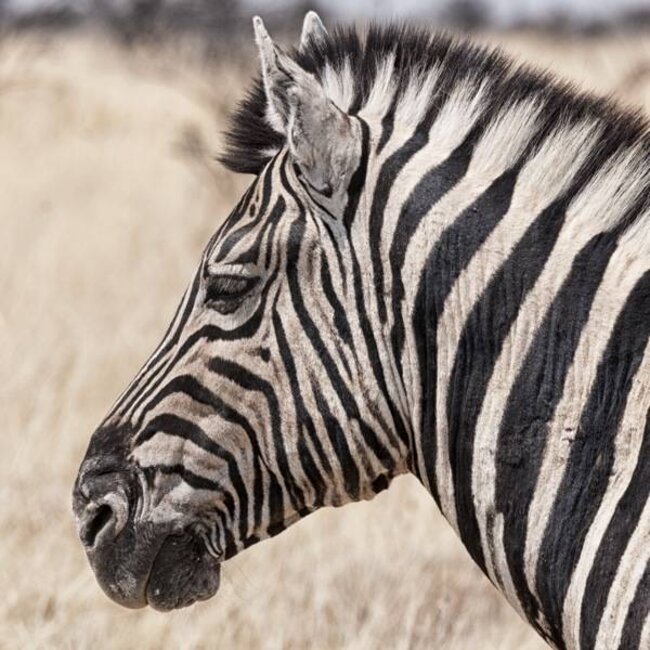 Zebra close up