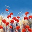 Poppy Meadow I
