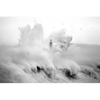 Birds in the storm