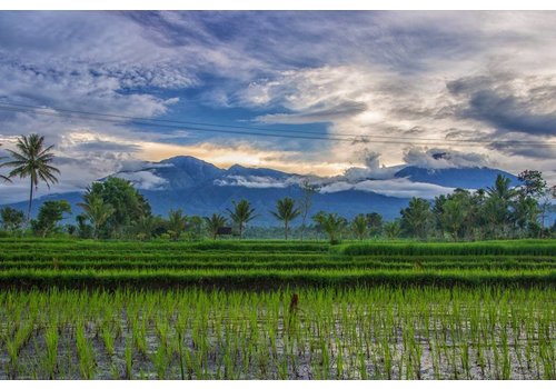 Tuxphotography Indonesie - rijstvelden