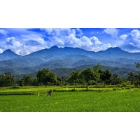 Rijstvelden - Indonesie