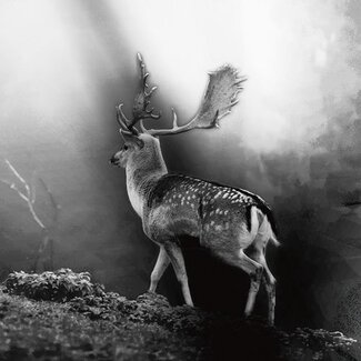 Wildwechsel