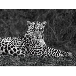 Leopard Portrait