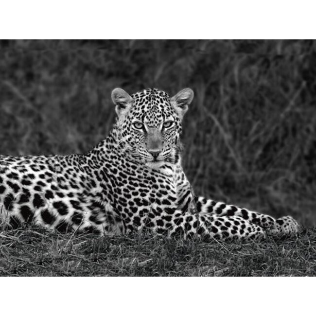 Leopard Portrait