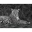 Leopard Portrait