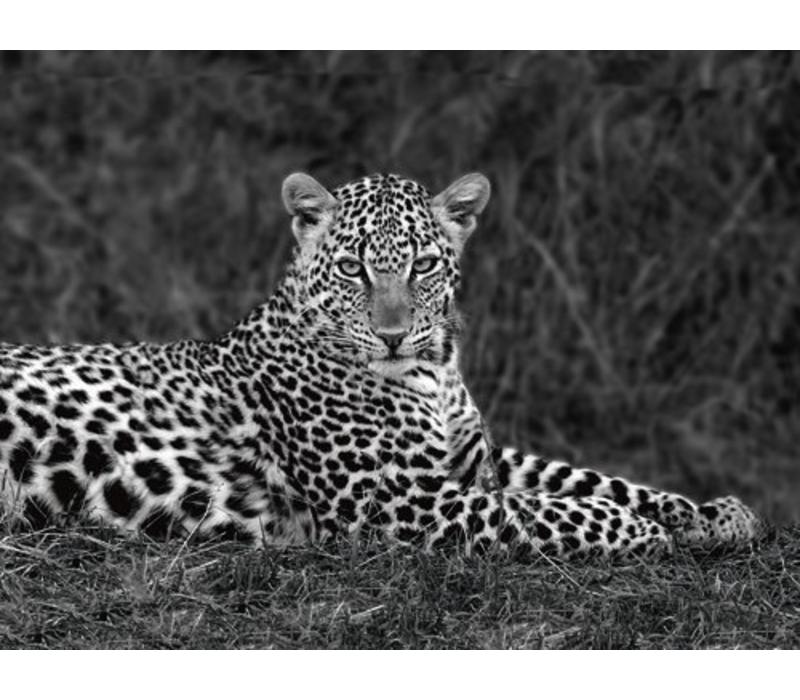 Leopard Portrait