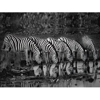 Zebras Reflection