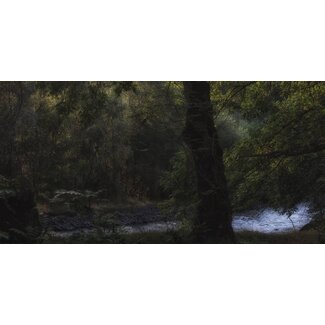 Magical Forest