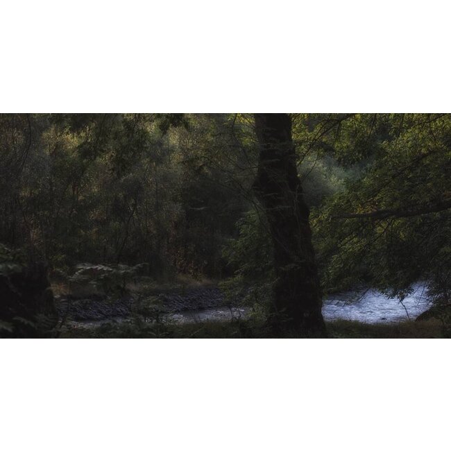 Magical Forest
