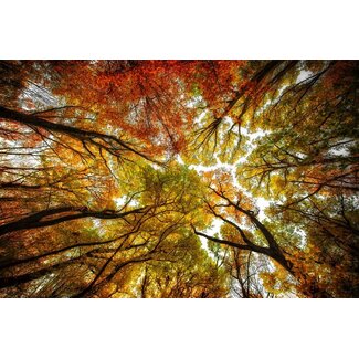 Between the trees