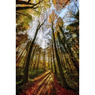 Kralingsebos