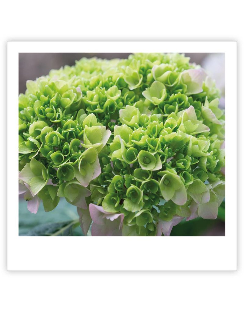 Condoléance Quatro, groene hortensia, blanco - give-x