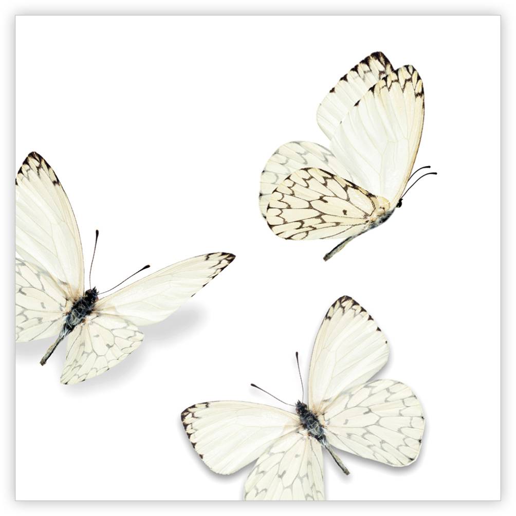 Bewolkt Gehuurd pack Condoléance Quatro, vlinder, blanco - give-x