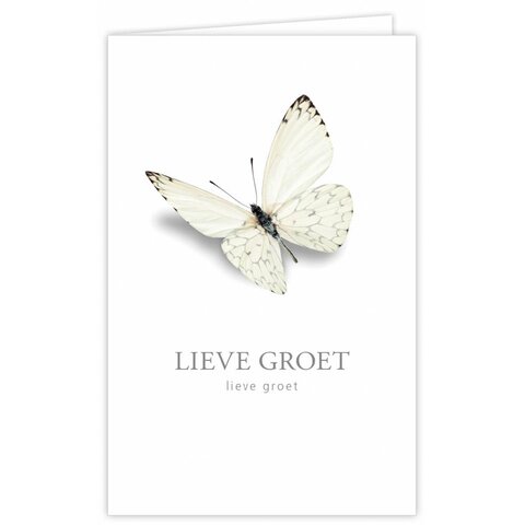 Groot Formaat 12 St.