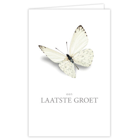 Groot Formaat 12 St.