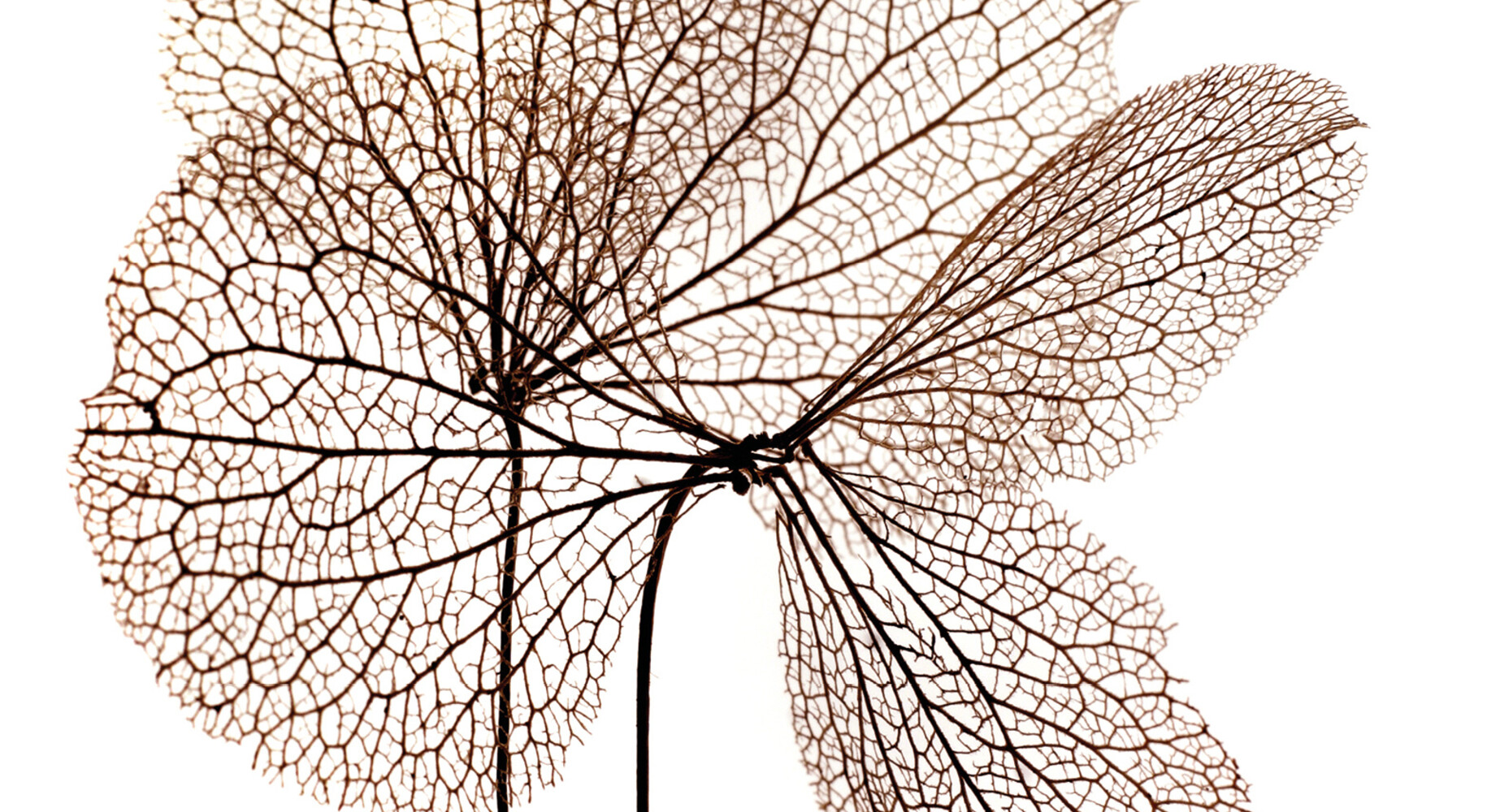 Gedroogde bloem