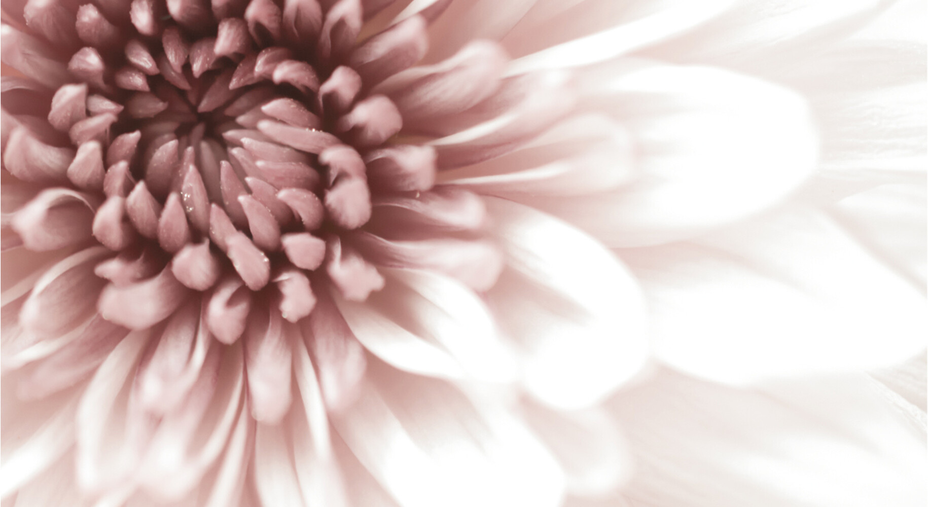 Chrysant