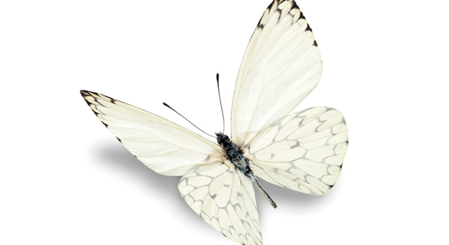Vlinder