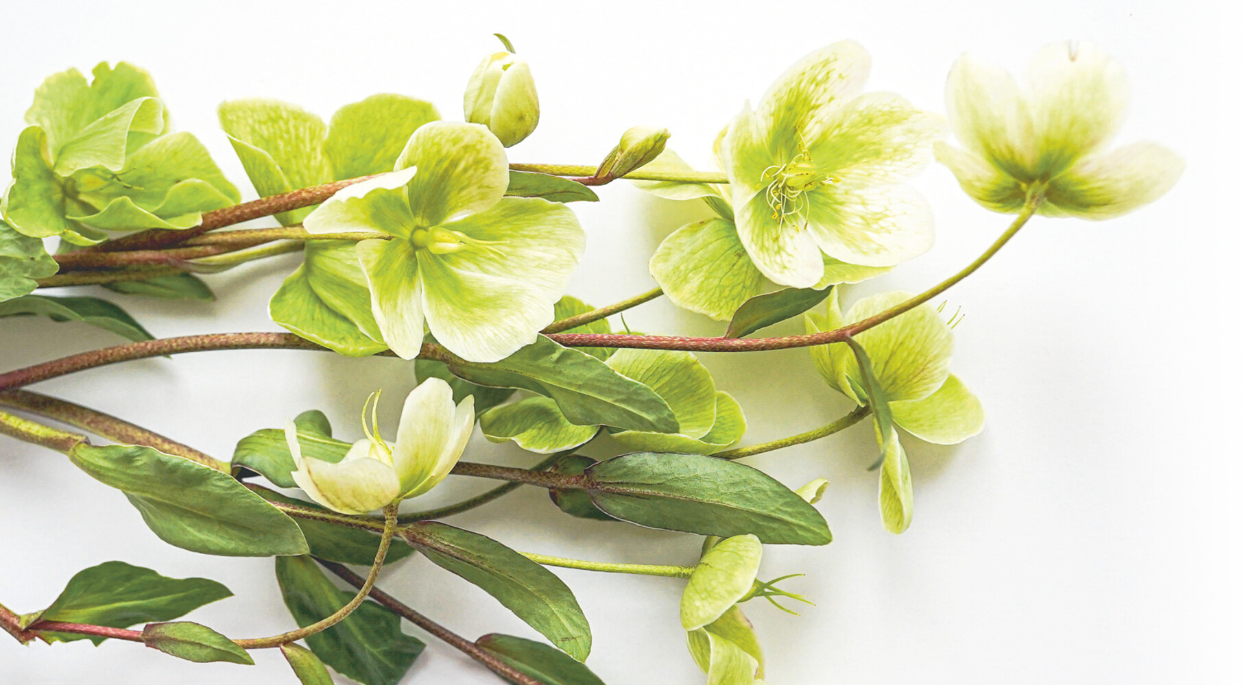 Helleborus