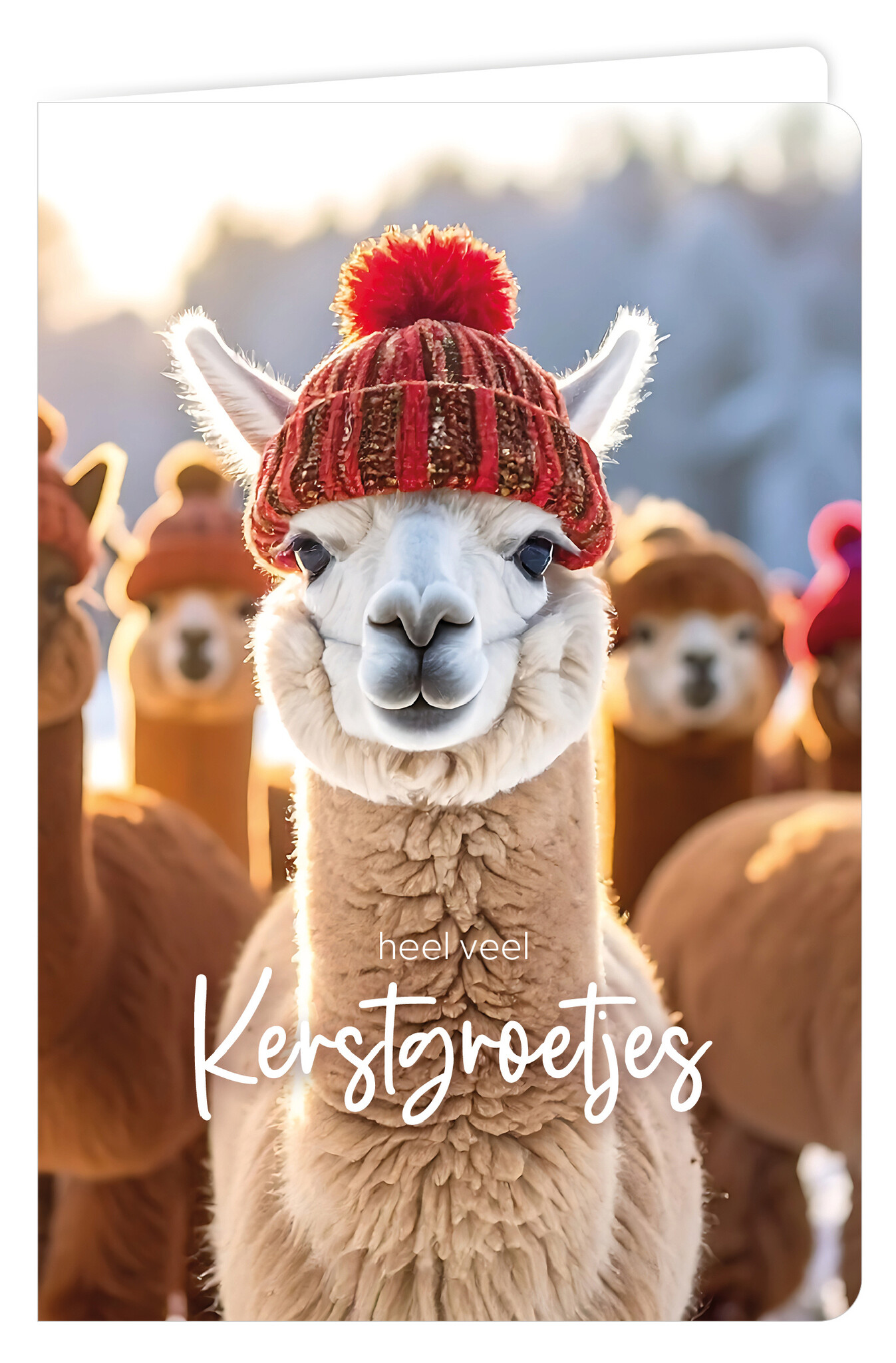 Wenskaart 6 st.-1