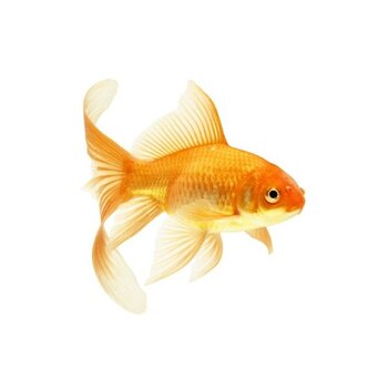 Aquatic