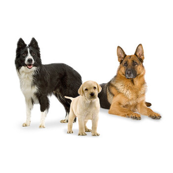 Dogs